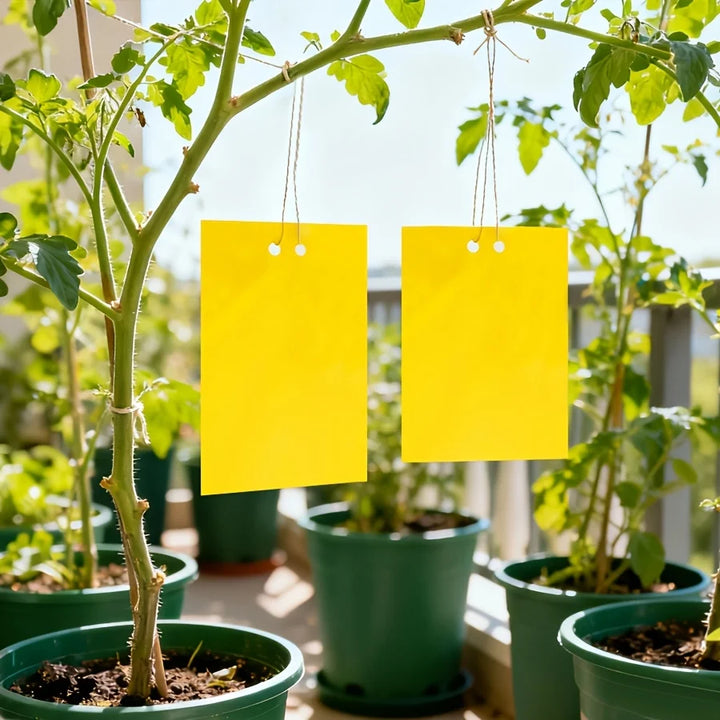 Piège à insectes sans produit chimique