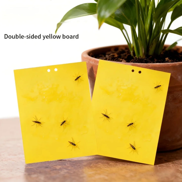 Piège à insectes sans produit chimique