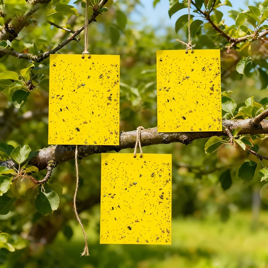 Piège à insectes sans produit chimique