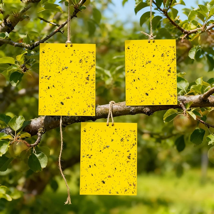 Piège à insectes sans produit chimique